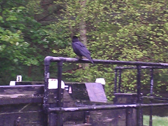 Crow on Newlay lock