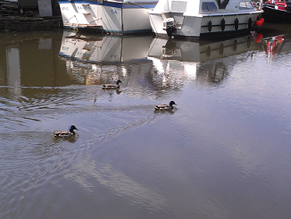 Rodley ducks