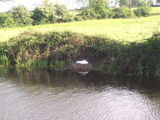 Swan nesting